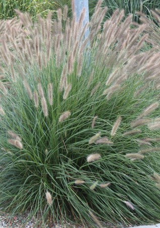 ПЕНІСЕТУМ лисохвостий Lady U